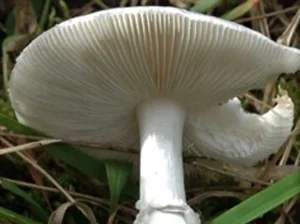 Destroying Angel gills