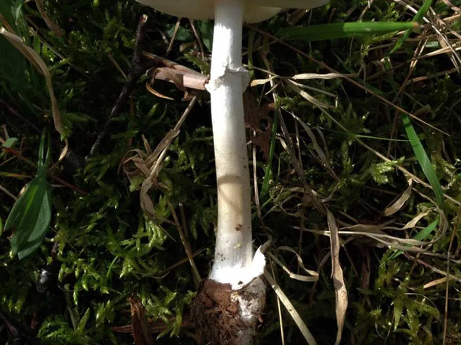 Destroying Angel stem