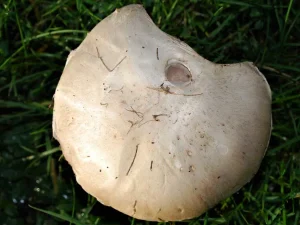 Field Mushroom cap