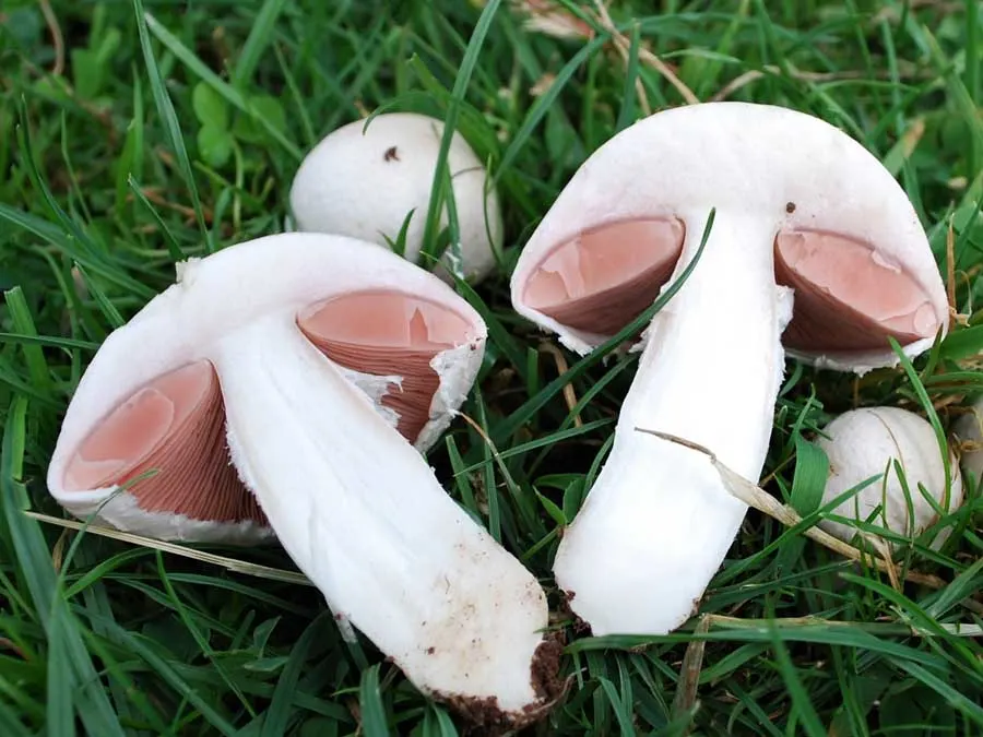 Field Mushroom flesh