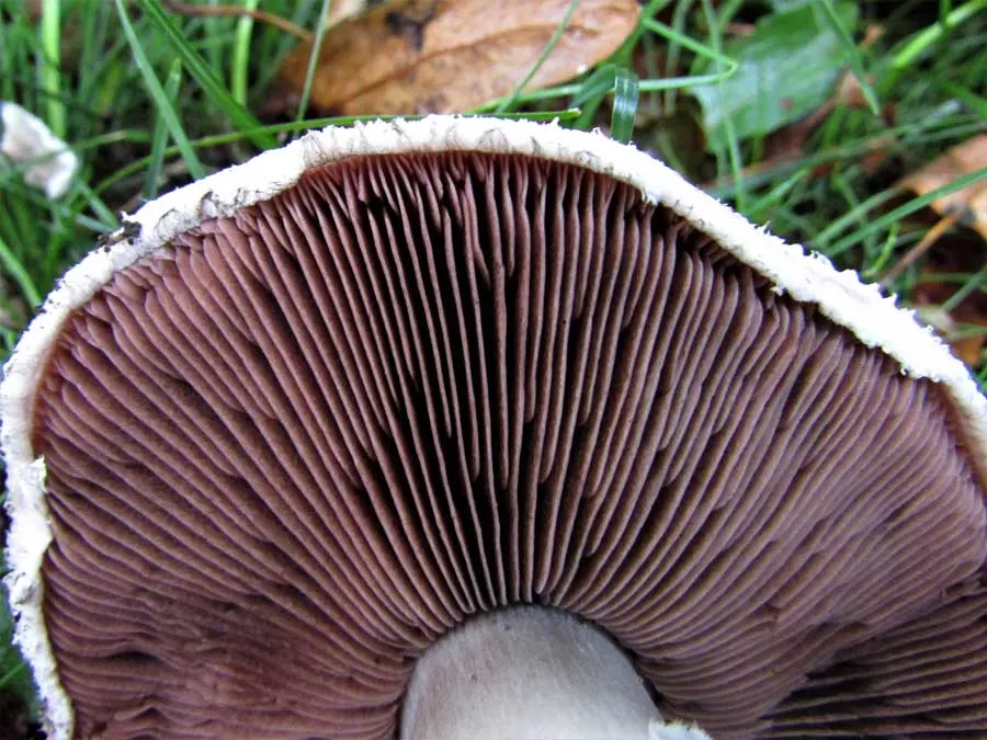 Field Mushroom gills