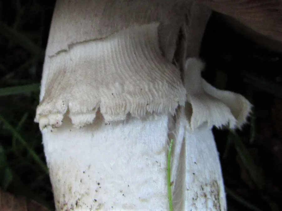 Field Mushroom skirt