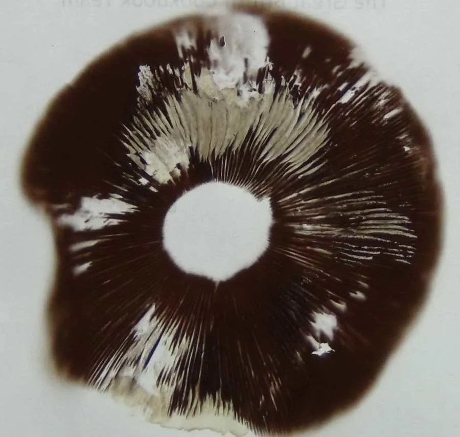 Field Mushroom spore print