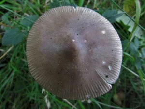 Grisettes cap