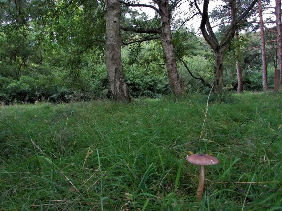 Grisettes habitat