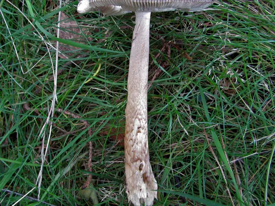 Grisettes stem