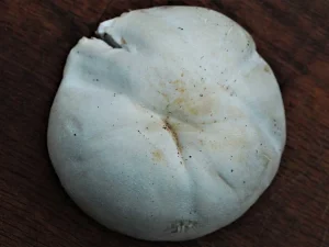 Horse Mushroom cap