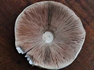 Horse Mushroom gills
