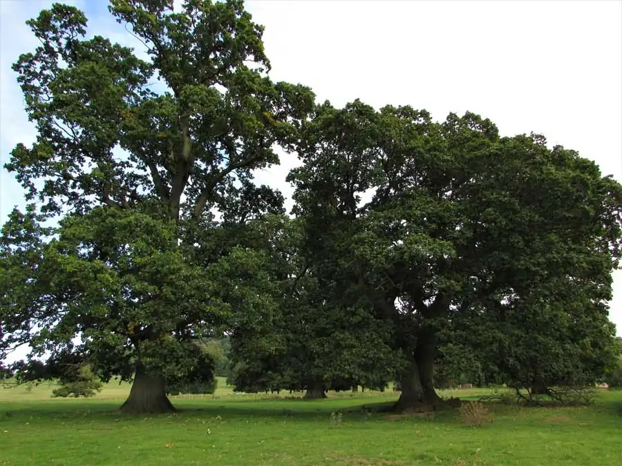 Horse Mushroom habitat