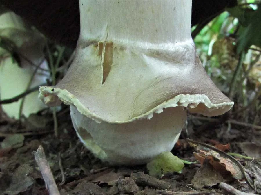 Horse Mushroom skirt
