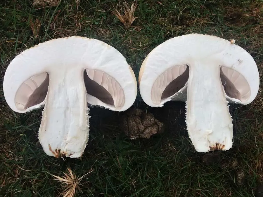 Macro Mushroom flesh