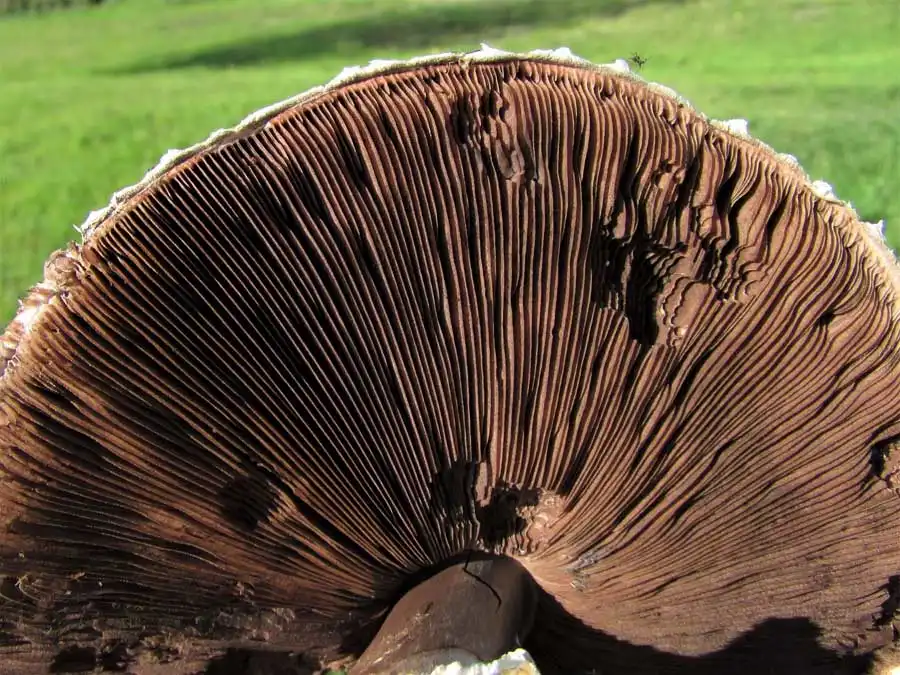 Macro Mushroom gills