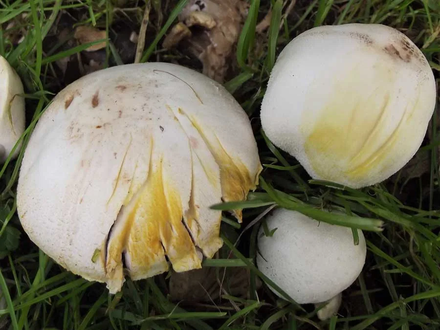 Macro Mushroom possible confusion