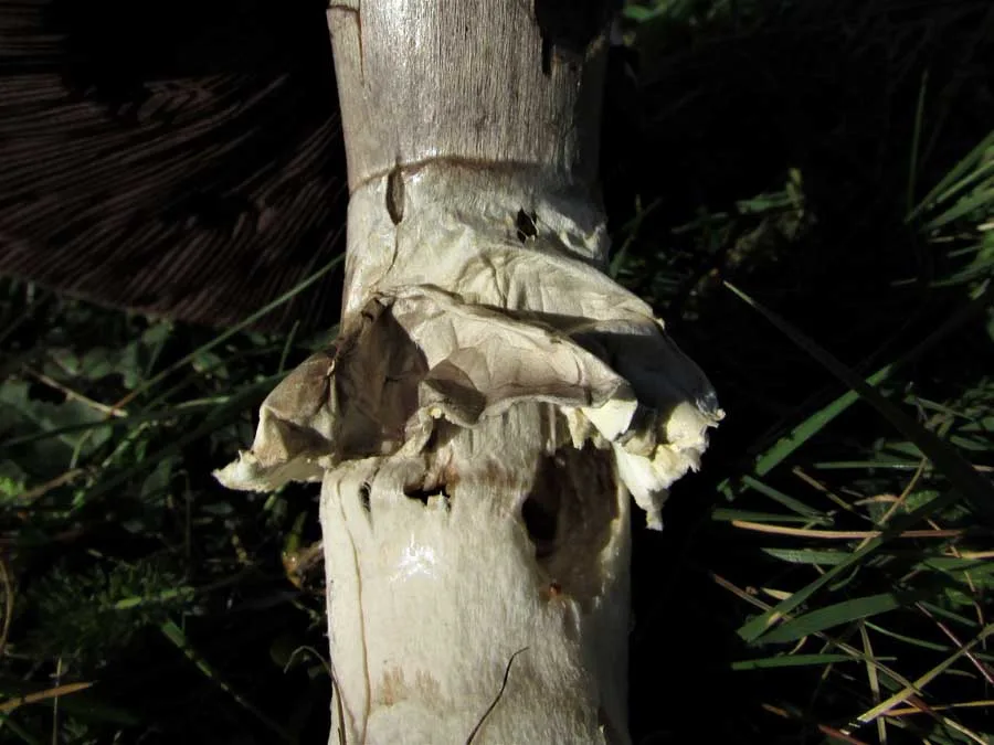 Macro Mushroom skirt