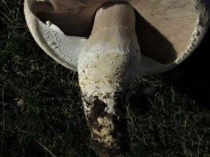 Macro Mushroom stem