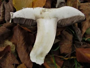 Pavement Mushroom flesh