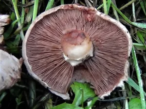 Pavement Mushroom gills