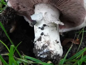 Pavement Mushroom stem