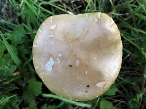 Spring Fieldcap cap