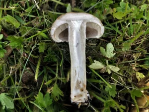 Spring Fieldcap flesh