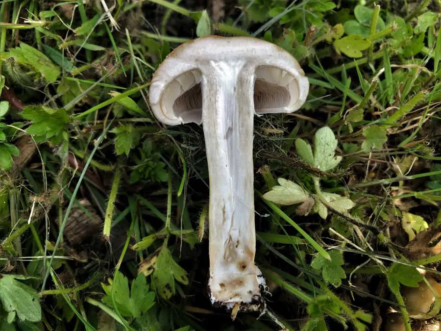 Spring Fieldcap flesh