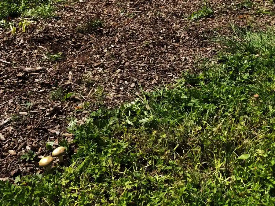 Spring Fieldcap habitat