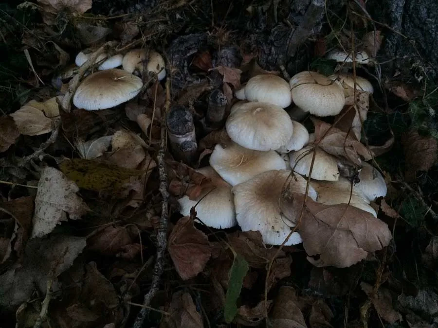 Spring Fieldcap possible confusion