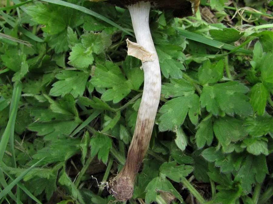 Spring Fieldcap stem