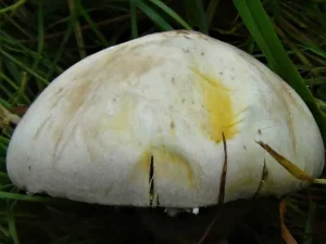 Yellow Stainer cap