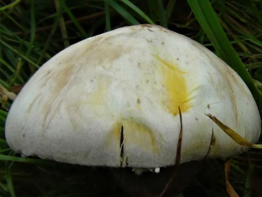 Yellow Stainer cap