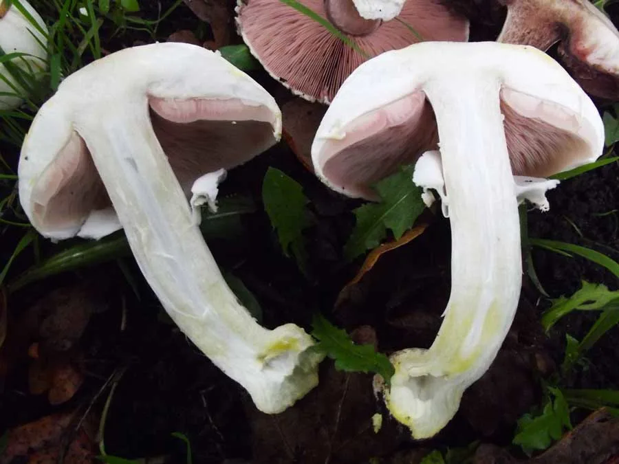 Yellow Stainer flesh