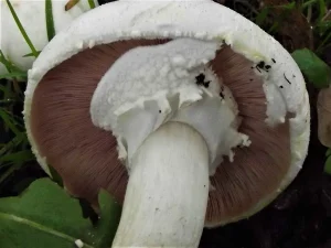 Yellow Stainer gills