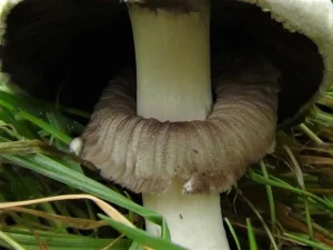 Yellow Stainer skirt