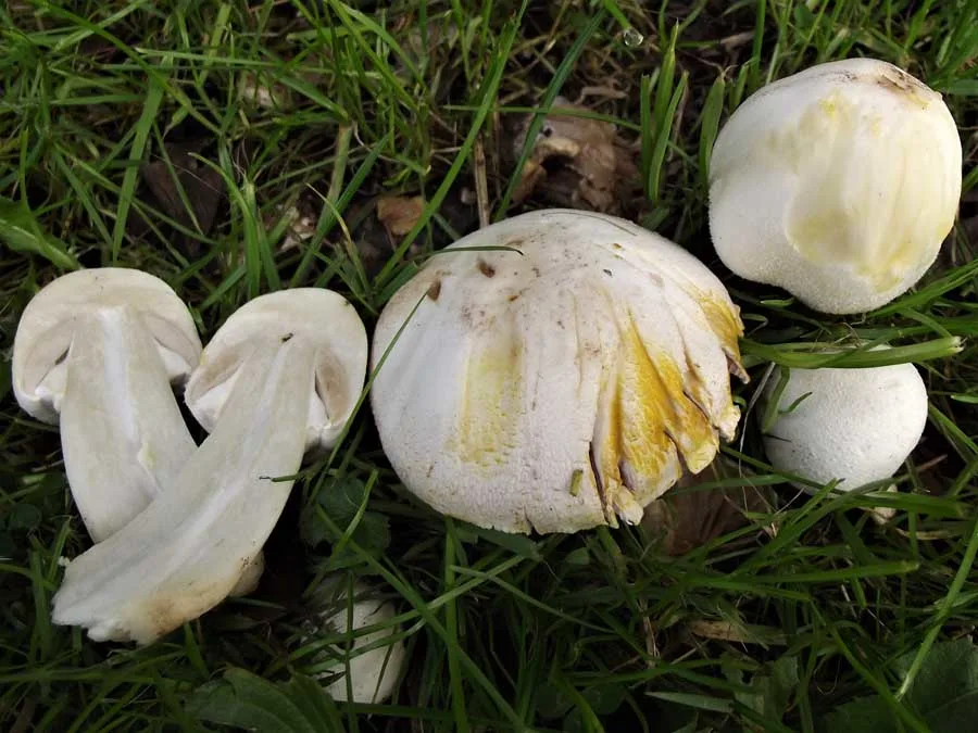 Yellow Stainer