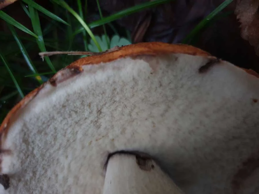 Aspen Bolete pores