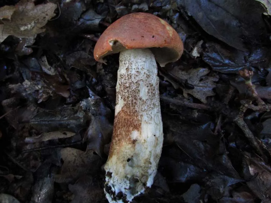 Aspen Bolete possible confusion