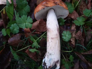 Aspen Bolete stem