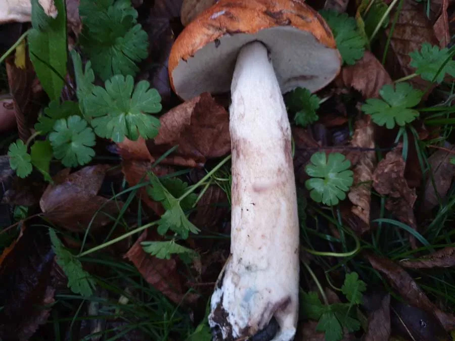 Aspen Bolete stem
