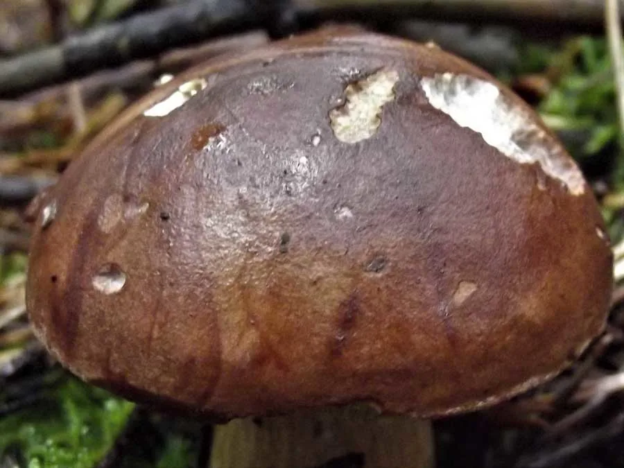Bay Bolete cap