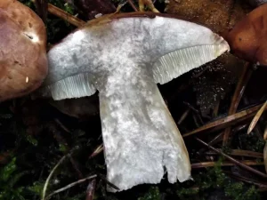 Bay Bolete flesh