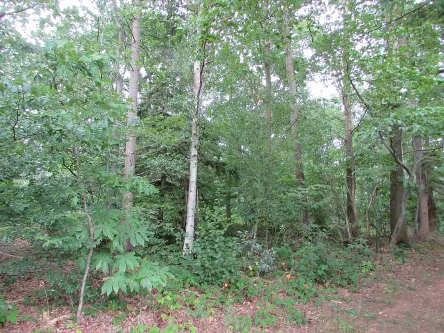 Bay Bolete habitat