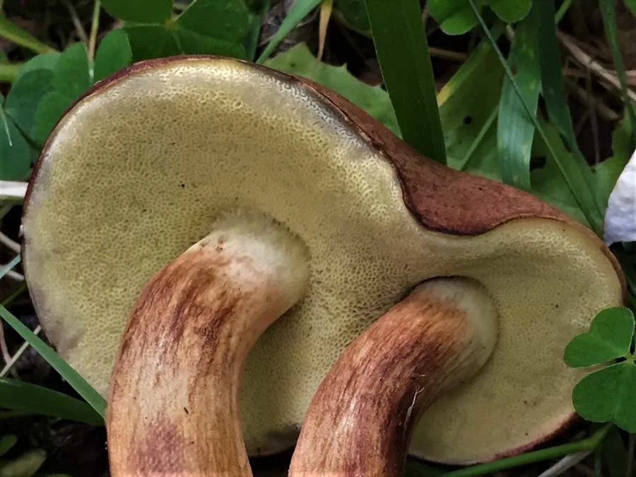 Bay Bolete pores