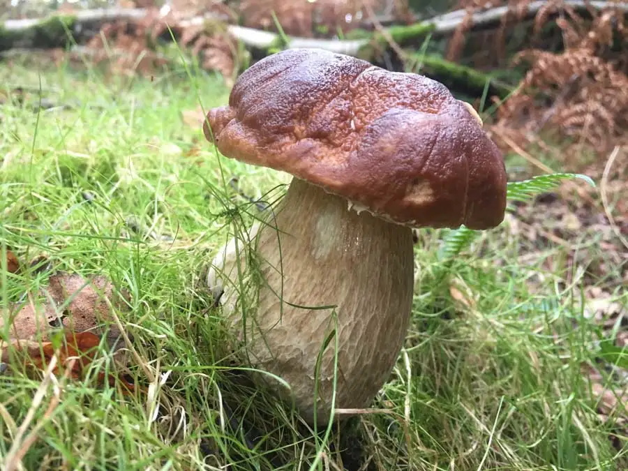 Bay Bolete possible confusion