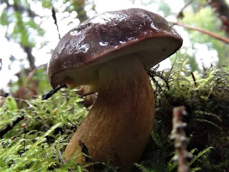 Bay Bolete