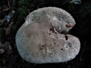 Bitter Beech Bolete cap