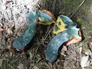 Bitter Beech Bolete flesh