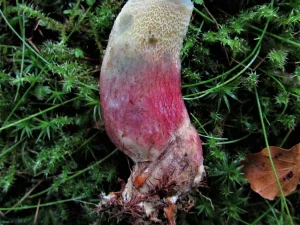Bitter Beech Bolete stem