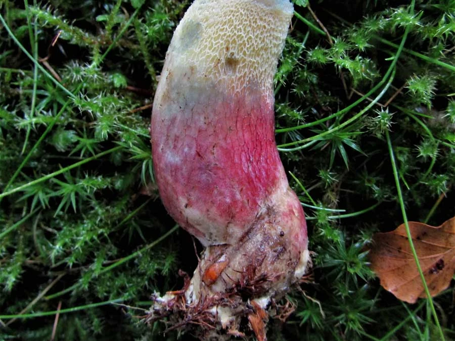 Bitter Beech Bolete stem