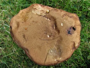 Bitter Bolete cap
