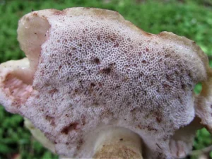Bitter Bolete pores